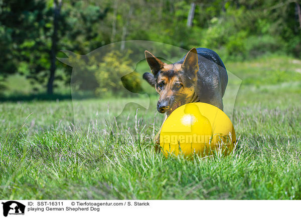 spielender Deutscher Schferhund / playing German Shepherd Dog / SST-16311