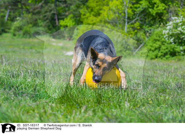 spielender Deutscher Schferhund / playing German Shepherd Dog / SST-16317