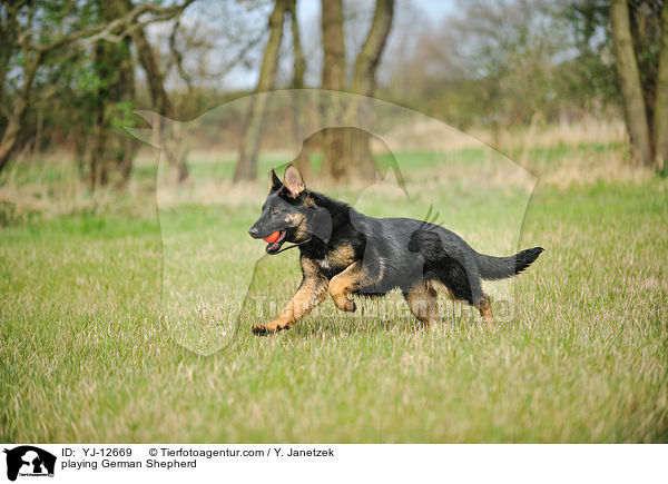 spielender Deutscher Schferhund / playing German Shepherd / YJ-12669