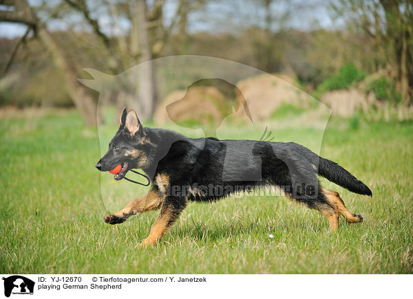 spielender Deutscher Schferhund / playing German Shepherd / YJ-12670