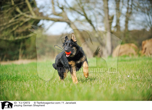spielender Deutscher Schferhund / playing German Shepherd / YJ-12672