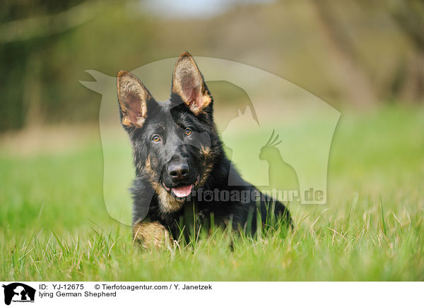 liegender Deutscher Schferhund / lying German Shepherd / YJ-12675