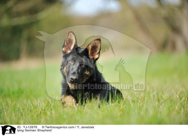 liegender Deutscher Schferhund / lying German Shepherd / YJ-12676