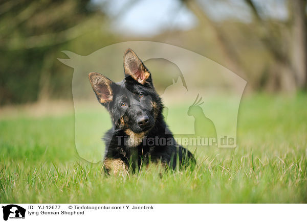 liegender Deutscher Schferhund / lying German Shepherd / YJ-12677