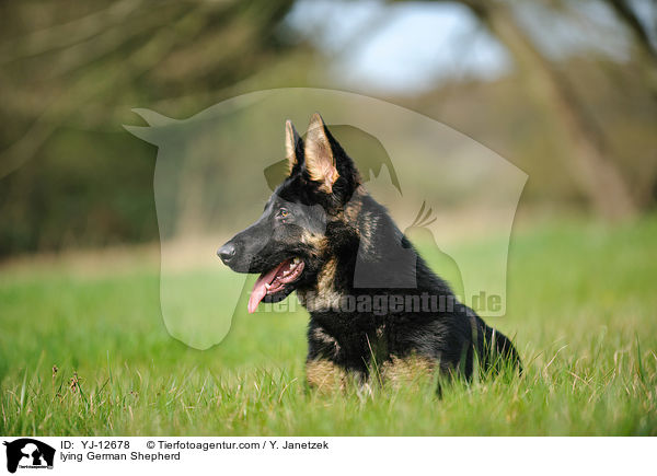 liegender Deutscher Schferhund / lying German Shepherd / YJ-12678