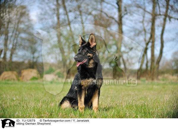 sitzender Deutscher Schferhund / sitting German Shepherd / YJ-12679