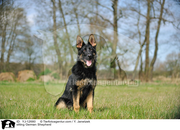 sitzender Deutscher Schferhund / sitting German Shepherd / YJ-12680