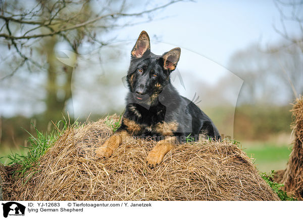 liegender Deutscher Schferhund / lying German Shepherd / YJ-12683