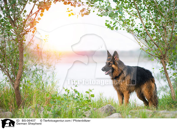 Deutscher Schferhund / German Shepherd / BS-06407