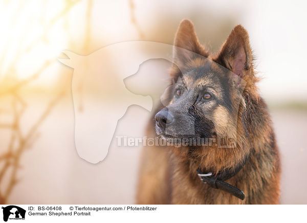 Deutscher Schferhund Portrait / German Shepherd Portrait / BS-06408