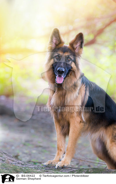 Deutscher Schferhund / German Shepherd / BS-06422