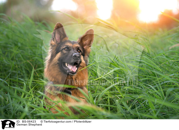 Deutscher Schferhund / German Shepherd / BS-06423