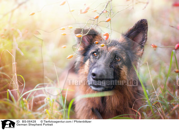 Deutscher Schferhund Portrait / German Shepherd Portrait / BS-06428