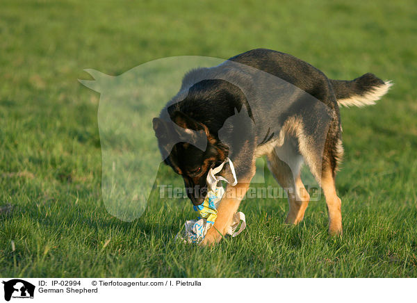 Deutscher Schferhund / German Shepherd / IP-02994