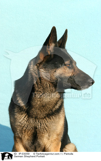 Deutscher Schferhund Portrait / German Shepherd Portrait / IP-03059