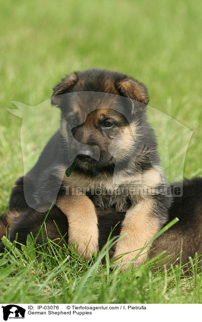 Deutsche Schferhund Welpen / German Shepherd Puppies / IP-03076