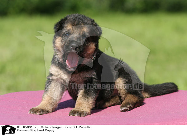 Deutscher Schferhund Welpe / German Shepherd Puppy / IP-03102