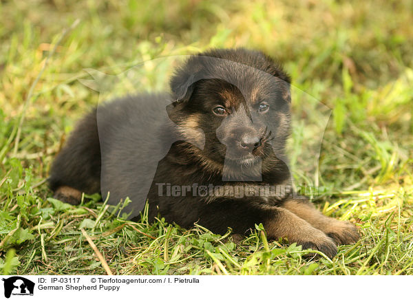 Deutscher Schferhund Welpe / German Shepherd Puppy / IP-03117