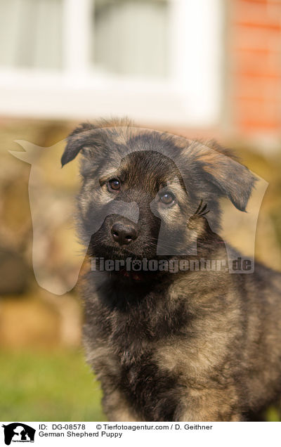 Deutscher Schferhund Welpe / German Shepherd Puppy / DG-08578