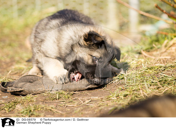 Deutscher Schferhund Welpe / German Shepherd Puppy / DG-08579