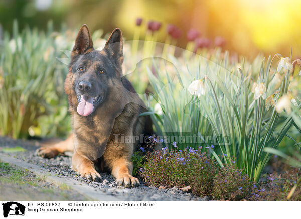liegender Deutscher Schferhund / lying German Shepherd / BS-06837
