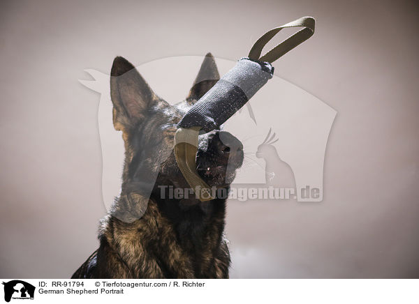 Deutscher Schferhund Portrait / German Shepherd Portrait / RR-91794