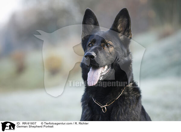 German Shepherd Portrait / RR-91807