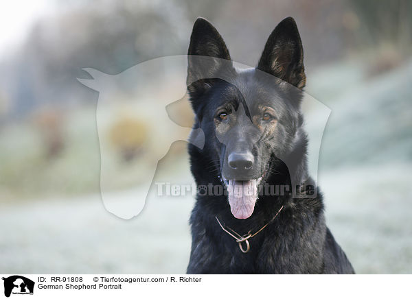 German Shepherd Portrait / RR-91808