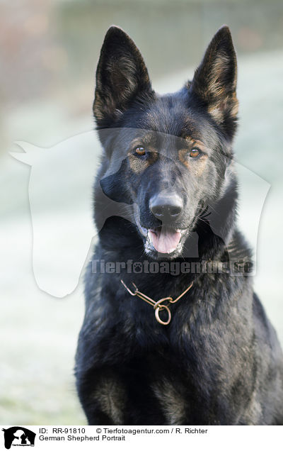 German Shepherd Portrait / RR-91810