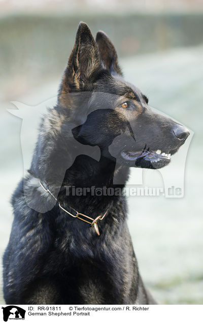 German Shepherd Portrait / RR-91811