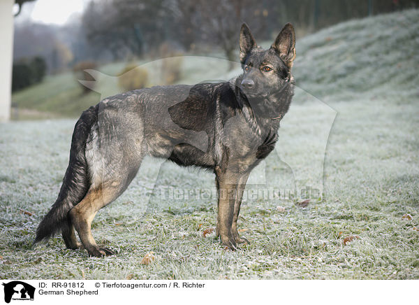 Deutscher Schferhund / German Shepherd / RR-91812