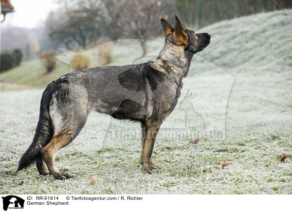 German Shepherd / RR-91814