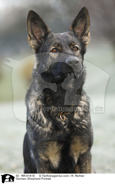 German Shepherd Portrait / RR-91818