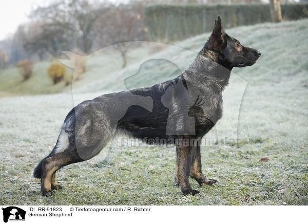 German Shepherd / RR-91823