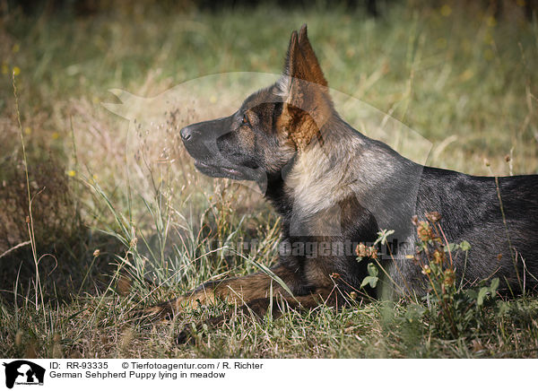 Deutscher Schferhund Welpe liegt auf Wiese / German Sehpherd Puppy lying in meadow / RR-93335