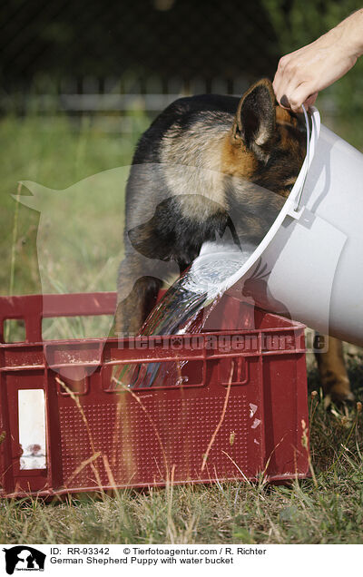 Deutscher Schferhund Welpe mit Wassereimer / German Shepherd Puppy with water bucket / RR-93342