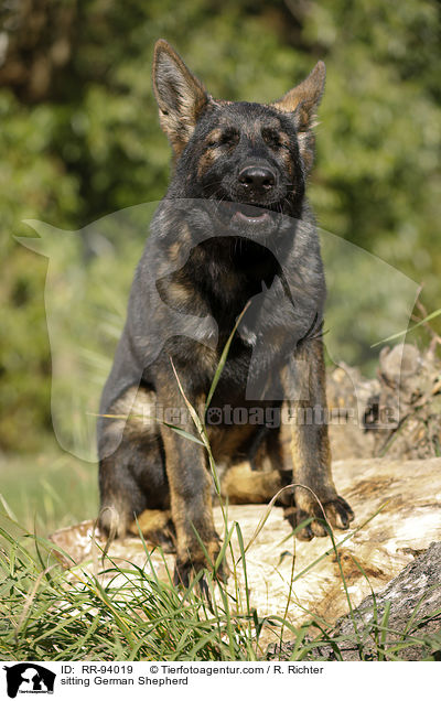 sitzender Deutscher Schferhund / sitting German Shepherd / RR-94019