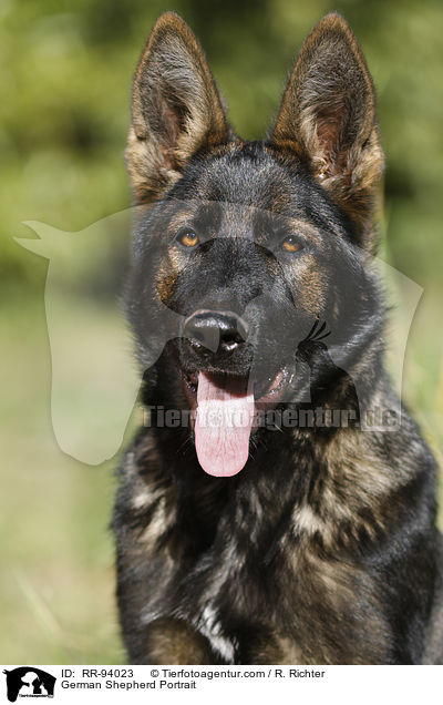 Deutscher Schferhund Portrait / German Shepherd Portrait / RR-94023