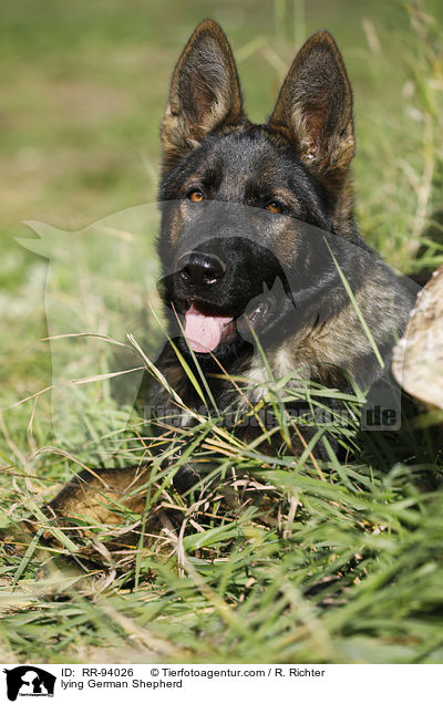 liegender Deutscher Schferhund / lying German Shepherd / RR-94026