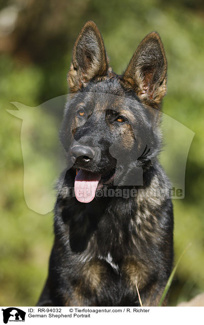 Deutscher Schferhund Portrait / German Shepherd Portrait / RR-94032