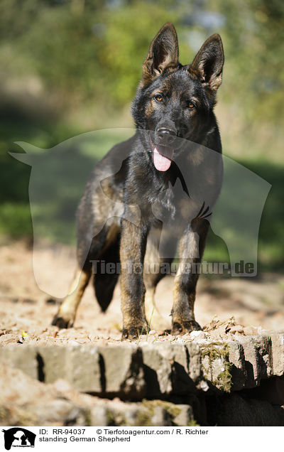 stehender Deutscher Schferhund / standing German Shepherd / RR-94037