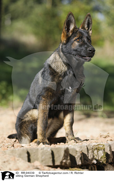 sitting German Shepherd / RR-94039