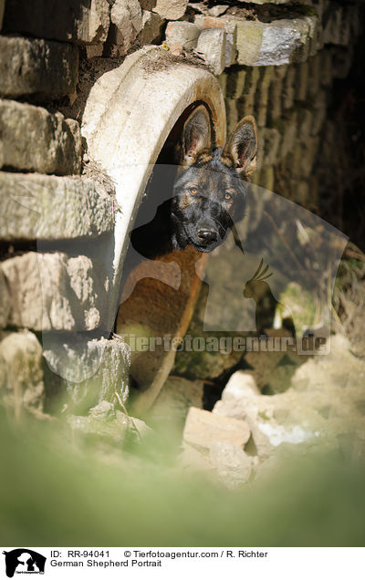 Deutscher Schferhund Portrait / German Shepherd Portrait / RR-94041