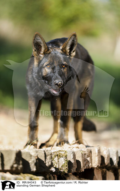 stehender Deutscher Schferhund / standing German Shepherd / RR-94043