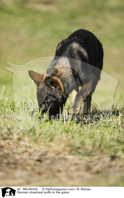 German shepherd sniffs in the grass / RR-94049