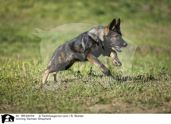 running German Shepherd / RR-94054