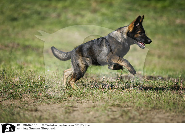 rennender Deutscher Schferhund / running German Shepherd / RR-94055