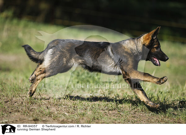 running German Shepherd / RR-94057