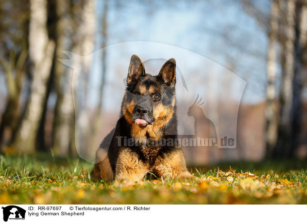 liegender Deutscher Schferhund / lying German Shepherd / RR-97697