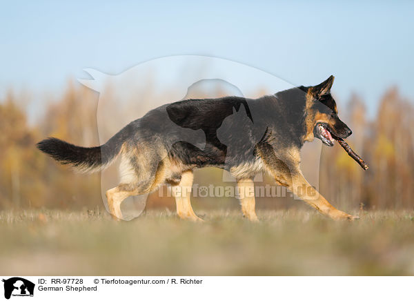 Deutscher Schferhund / German Shepherd / RR-97728